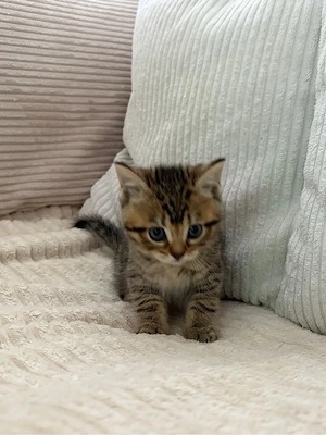 Baby Kater
