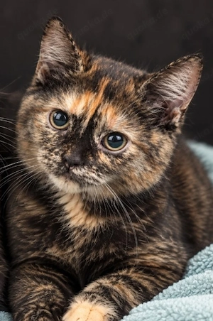 BKH Kitten 