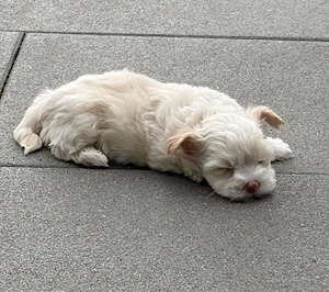 Hundewelpen