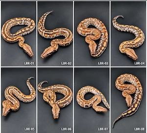 Python Brongersmai   Blutpythons
