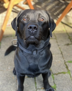 Labrador Rüde mit Stammbaum 