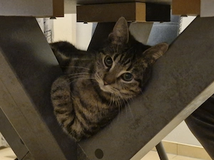 Zauberhafter grauer Kater