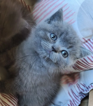 BKH Kitten in der Farbe blue 