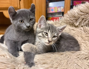 kitten mischling