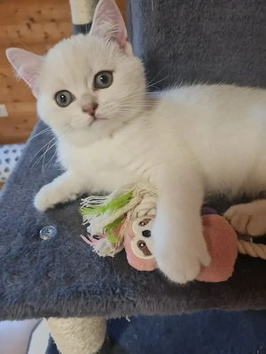 Bkh kitten-Abgabebereit 