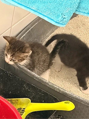 katzen babys abzugeben 