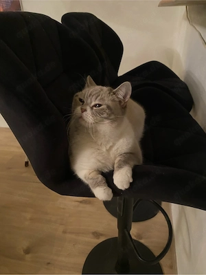 BKH Kätzchen 