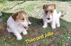 Jack Russel Rauhaar Terrier