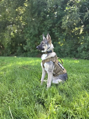 Australian Shepherd Mix Hündin