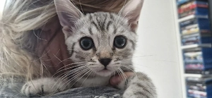  5 süße Kitten suchen liebevolles Zuhause Bild 6