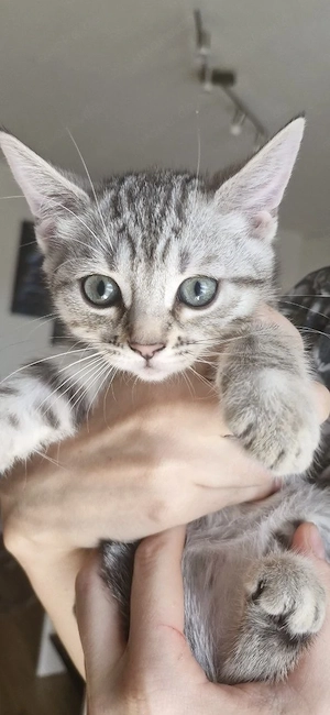  5 süße Kitten suchen liebevolles Zuhause Bild 8