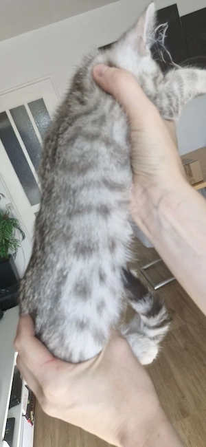  5 süße Kitten suchen liebevolles Zuhause Bild 7