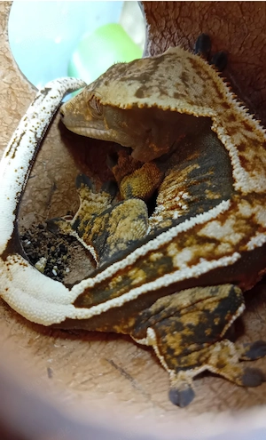 Kronengecko Männchen abzugeben mit Terrarium 