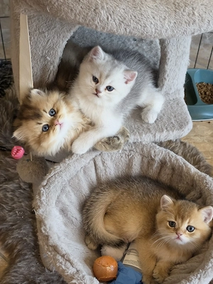 reinrassig bkh blh babykatzen geboren 21.07.26