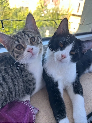 Katzen Geschwister suchen neues Zuhause