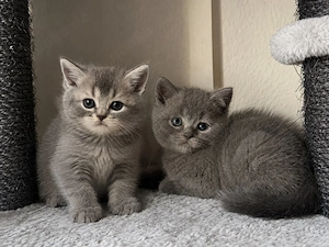 BKH Katzenbaby