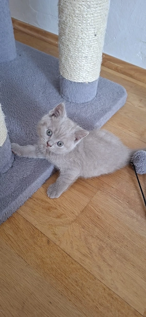 BKH Kitten