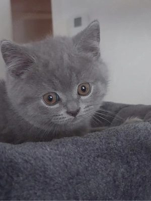BKH Kitten