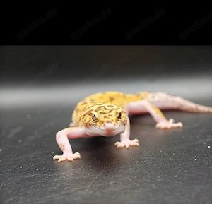 0.1 Leopardgecko Godzilla (Super) Giant Pastel Eclipse Tremper Albino