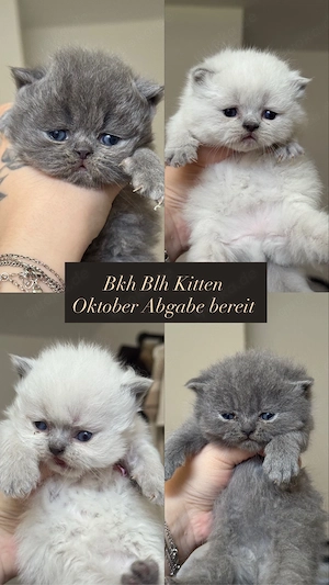 Bkh Blh Kitten