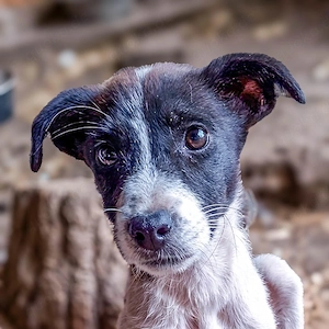 31W ist ein zartes Hundekind
