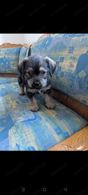 Schnauzer Mischlings Rüde sucht ein tolles zu Hause 