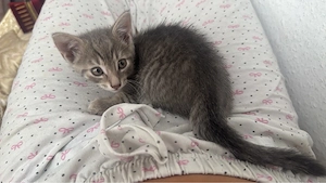 bkh kitten 