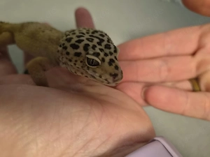 Leopardgecko Männlich 