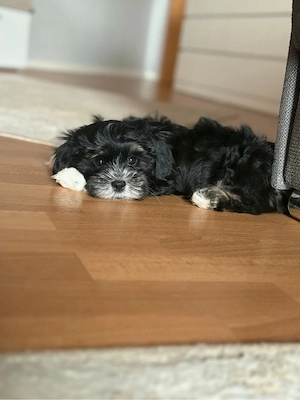 Shih Tzu- Malteser Mix Rüde