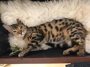 Süßer Kater, reinrassig, sucht eine liebevolle Familie