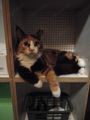 bunte katze