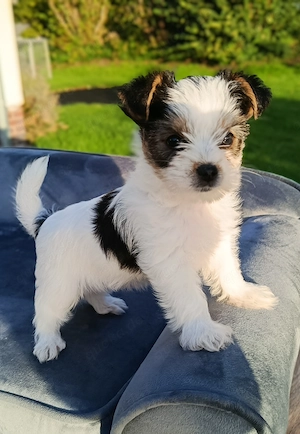 Biewer Yorkshire Terrier Welpen 