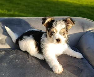 Biewer Yorkshire Terrier Welpen 