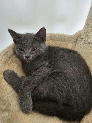 2 Kater in gute und liebevolle Hände abzugeben 