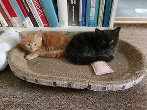 Wunderschöne Maine Coon Kitten in liebevolle Hände abzugeben