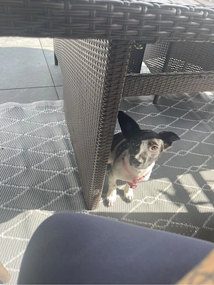 Ayla sucht ein neues zuhause 