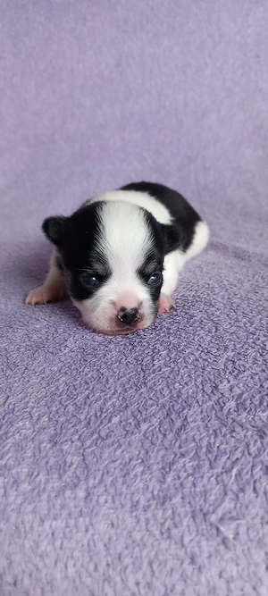 Chihuahuawelpen auf Familiensuche