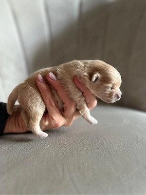 Mini-Pomeranian, Zwergspitz-Welpen