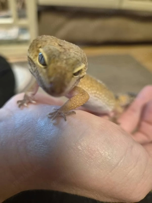 Leopardgecko weiblich Hypo
