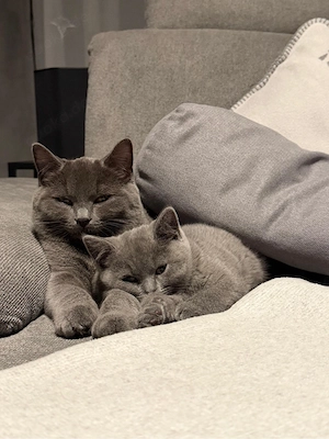Kater & Katze suchen gemeinsam ein liebevolles Zuhause