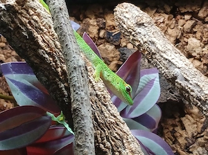 Phelsuma Grandis Jungtier Bild 3