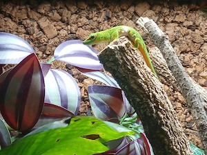 Phelsuma Grandis Jungtier Bild 4