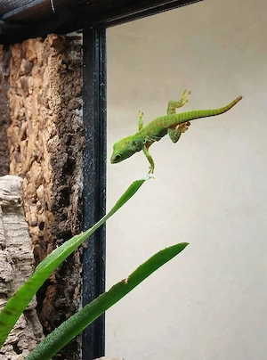 Phelsuma Grandis Jungtier