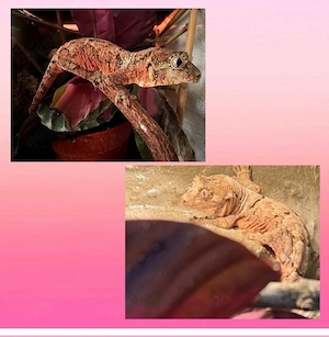 Gecko chahoua 