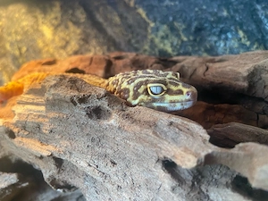 Leopardgecko Tangerine Tremper Albino