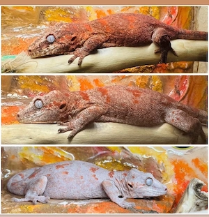Gecko auri auriculatus