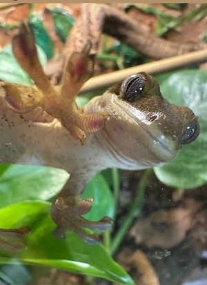 Gecko sarasinorum 