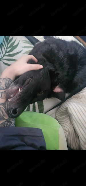 Mischling hund