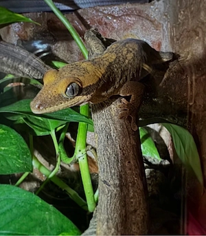 Gecko sarasinorum 