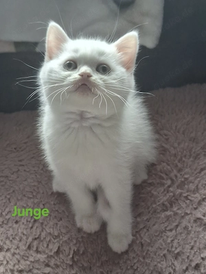 BKH Kitten ( 1 Junge noch Frei )